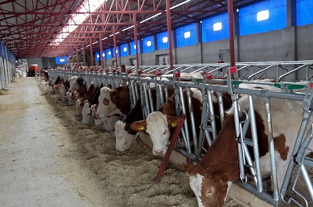 hayvan çiftliği ısı yalıtımı ısı izolasyonu